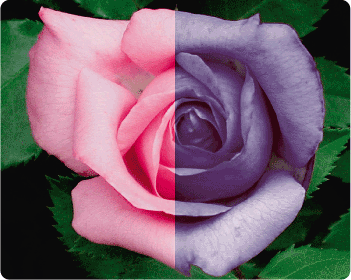 The image above was created by a color-blind individual as a demonstration of how he saw the rose  without ChromaGen filters (right) and with them (left)